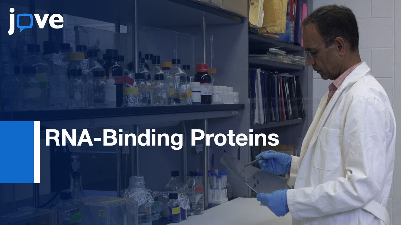 Binding Sites for Regulatory RNA-Binding Proteins Identification | Protocol Preview