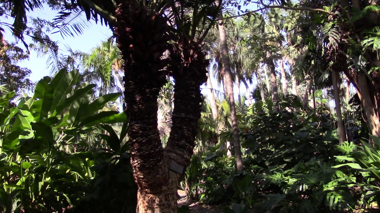 Lepidozamia hopei Cycad
