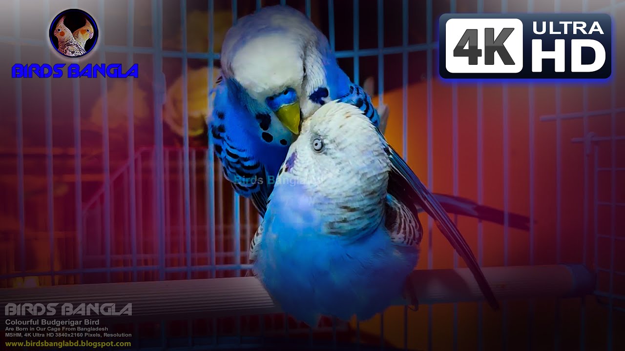 Budgerigar Mating | 4K Ultra HD video | Birds Bangla bd