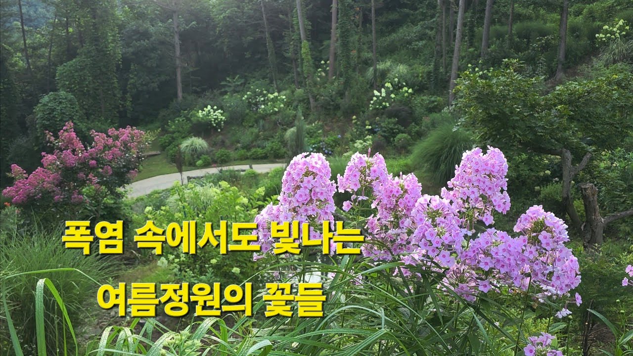 폭염 속에서도 빛나는 여름정원의 꽃들(2025/7)#숲속아이리스정원#여름꽃#야생화