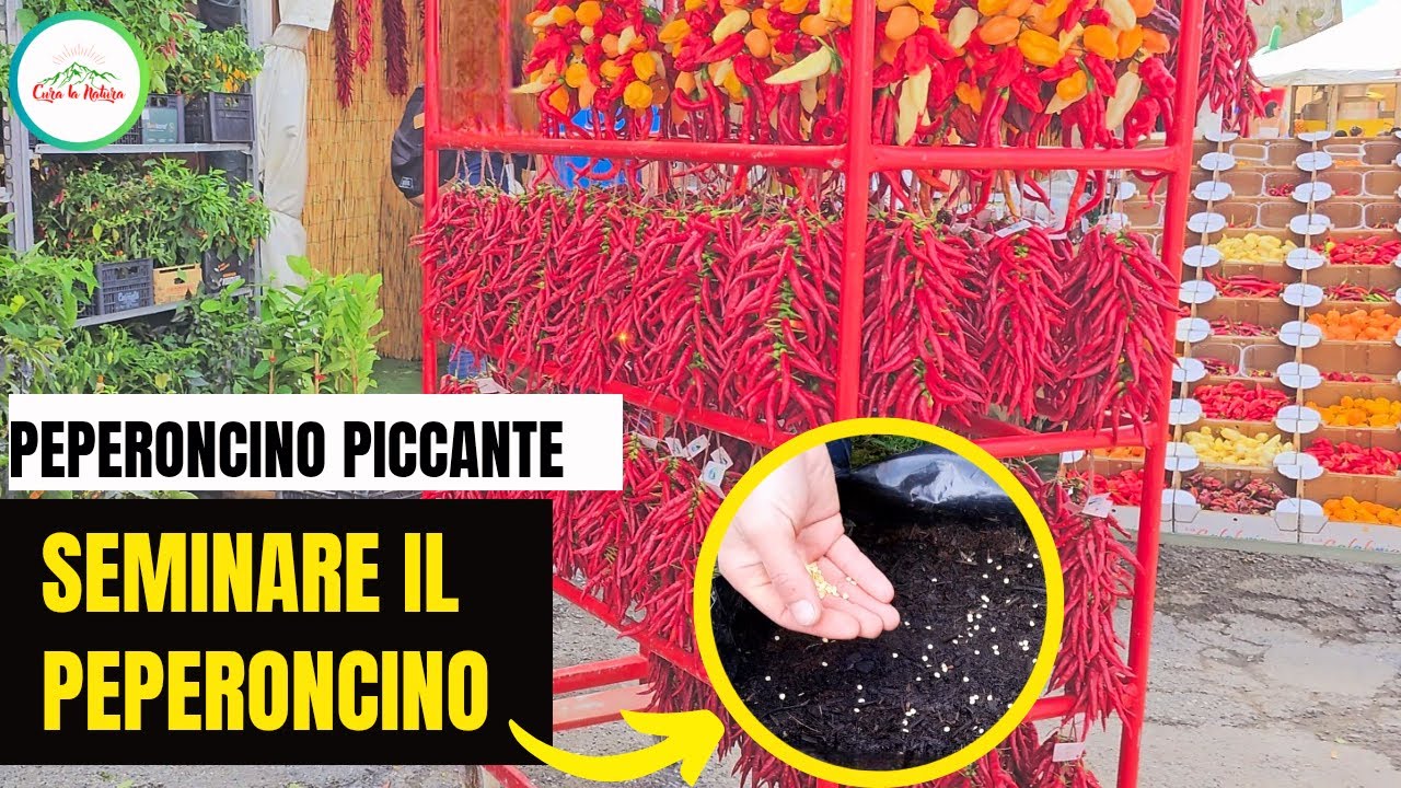 Semina del PEPERONCINO - 2 METODI