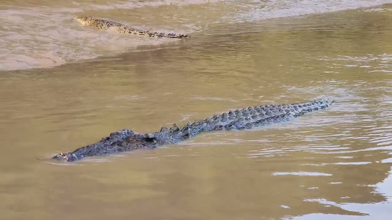 Adelaide River Croc Cruise