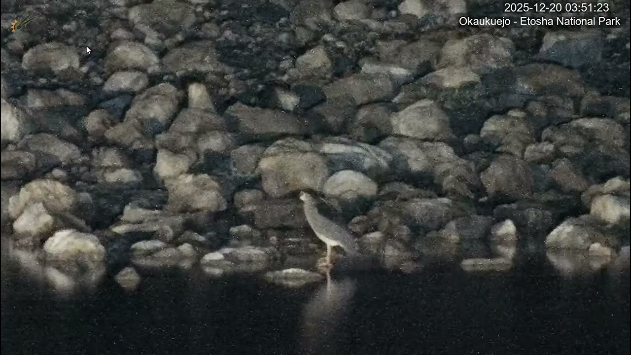 Black-crowned night heron  or black-capped night heron,[2 (Nycticorax nycticorax). Okaukuejo.
