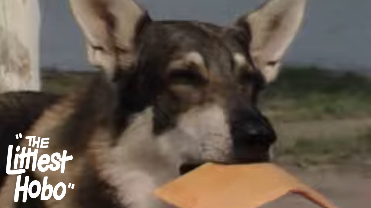 Double Vision | The Littlest Hobo | Season 4 | Episode 14