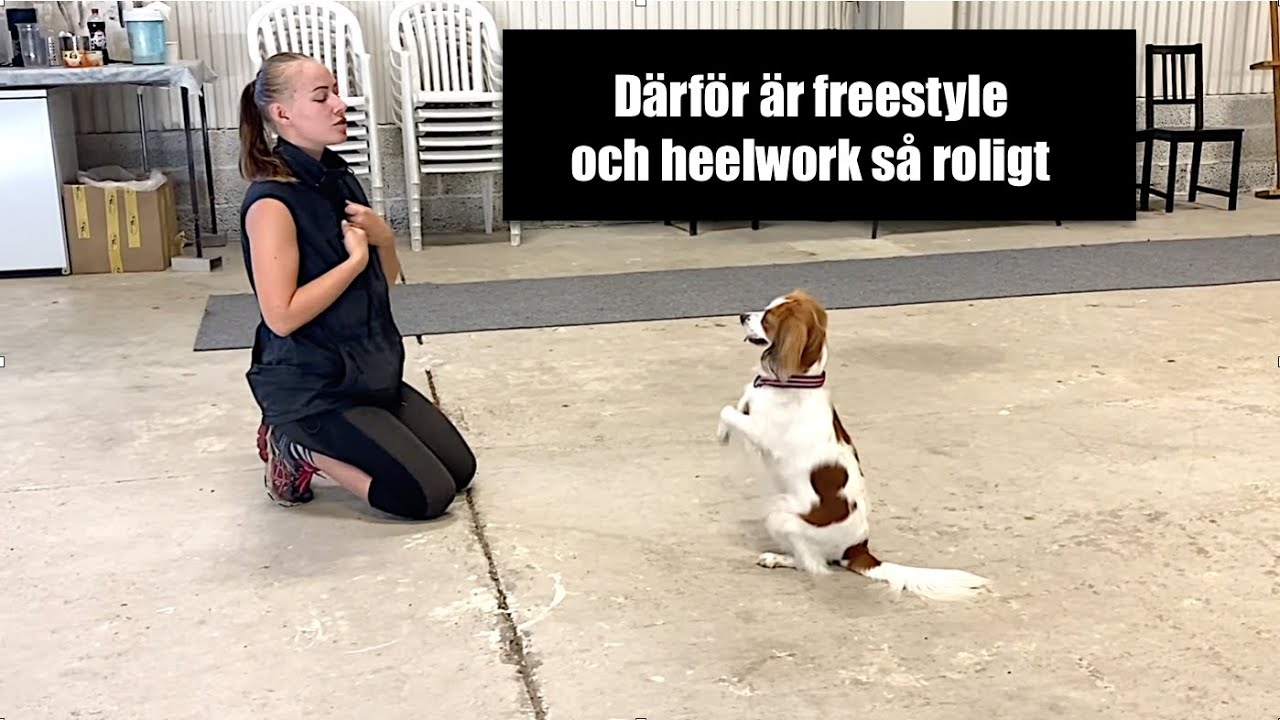 Därför är freestyle och heelwork så roligt
