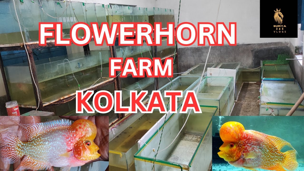 Best flowerhorn seller Kolkata srd kml golden big kok Finally Revealed