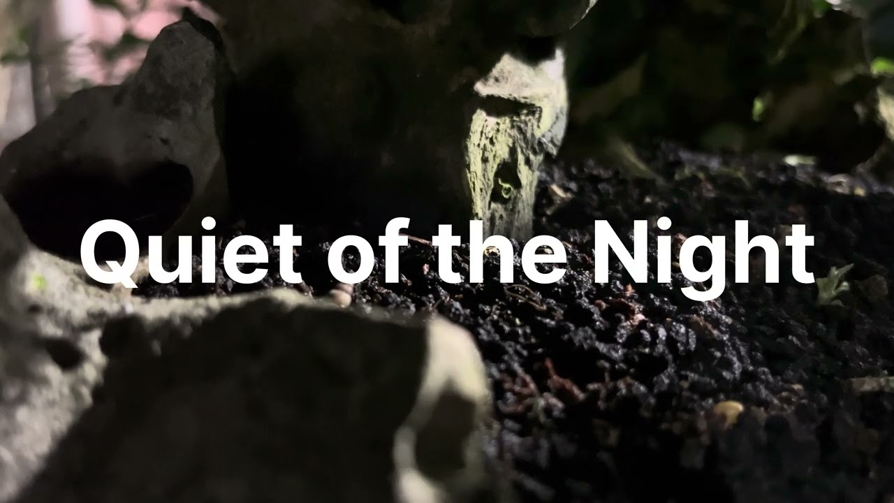 “Tropical Rural Night in the Backyard – Crickets, Tokay Gecko, Dogs and a Soft Humid Wind”