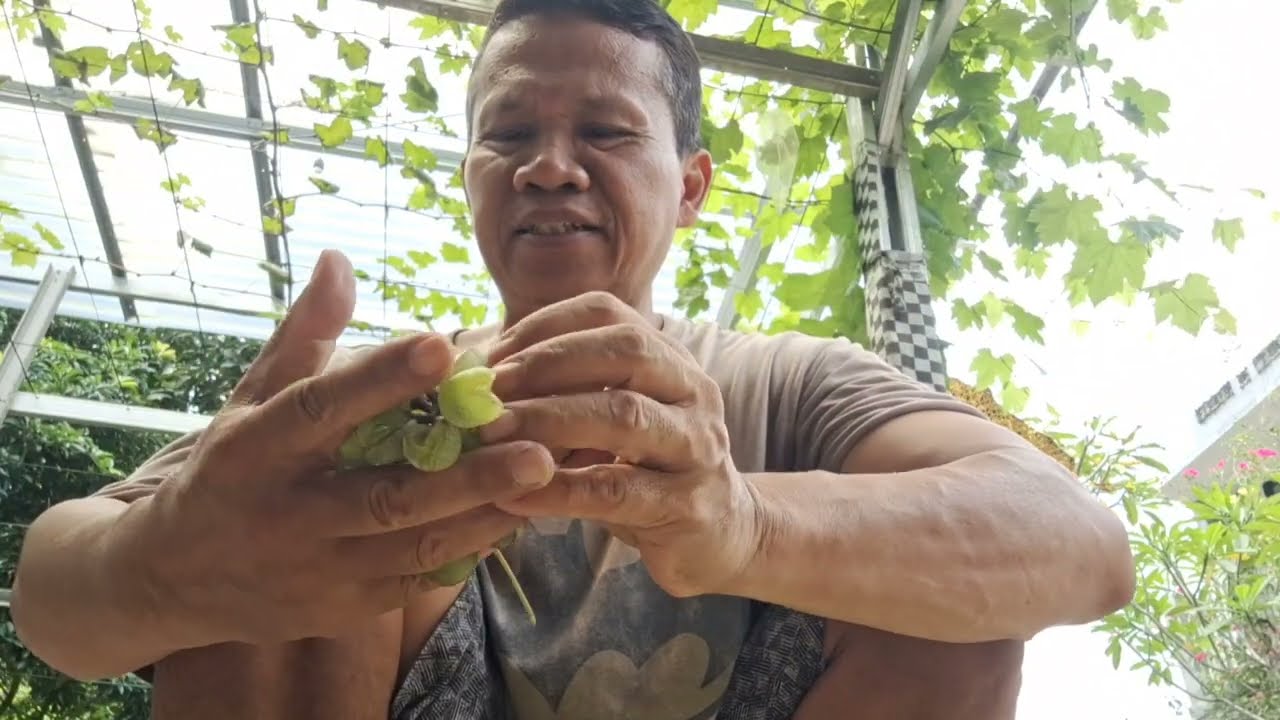 bersihkan kebun anggur dari embun tepung | gagal pembuahan anggur sebab buah pecah