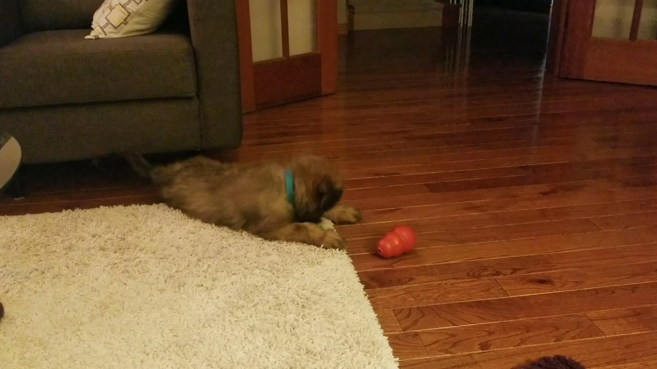 Briard Puppy Playing