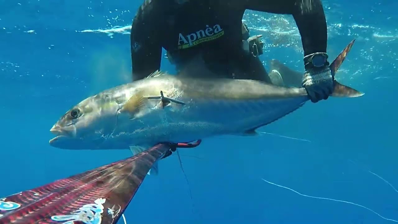 Michael Galea: Amberjacks