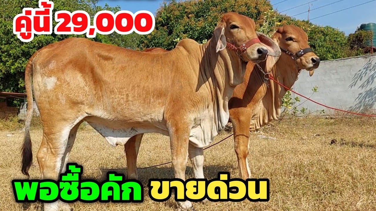ขายด่วน‼️วัวงามราคาถูก ใครโทรก่อนได้ก่อน วัวสาวคู่ละ 29,000 ต่อได้อีก ส่งฟรีอีสาน | 18 ก.พ.69 