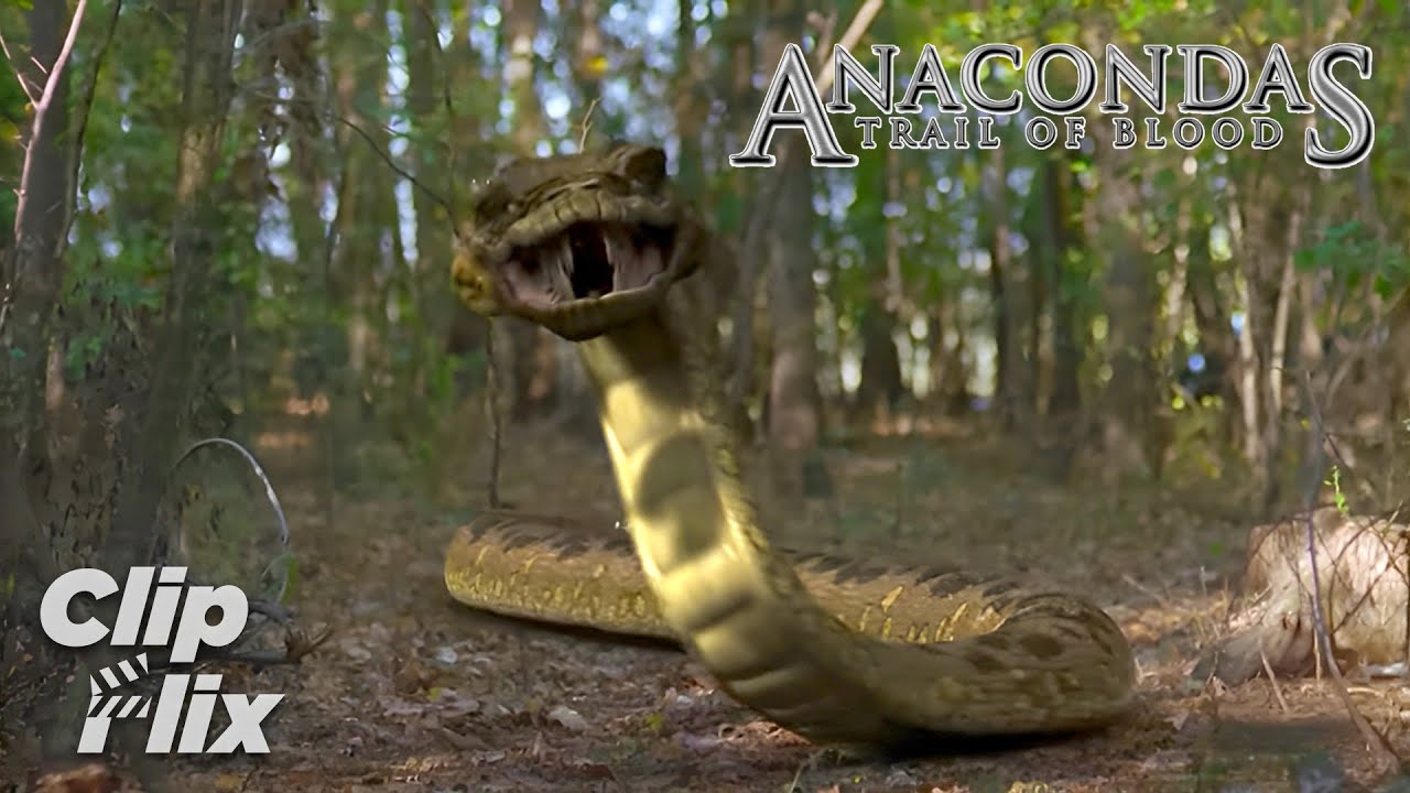 Anacondas: Trail of Blood (8/11) | ClipFlix Indonesia
