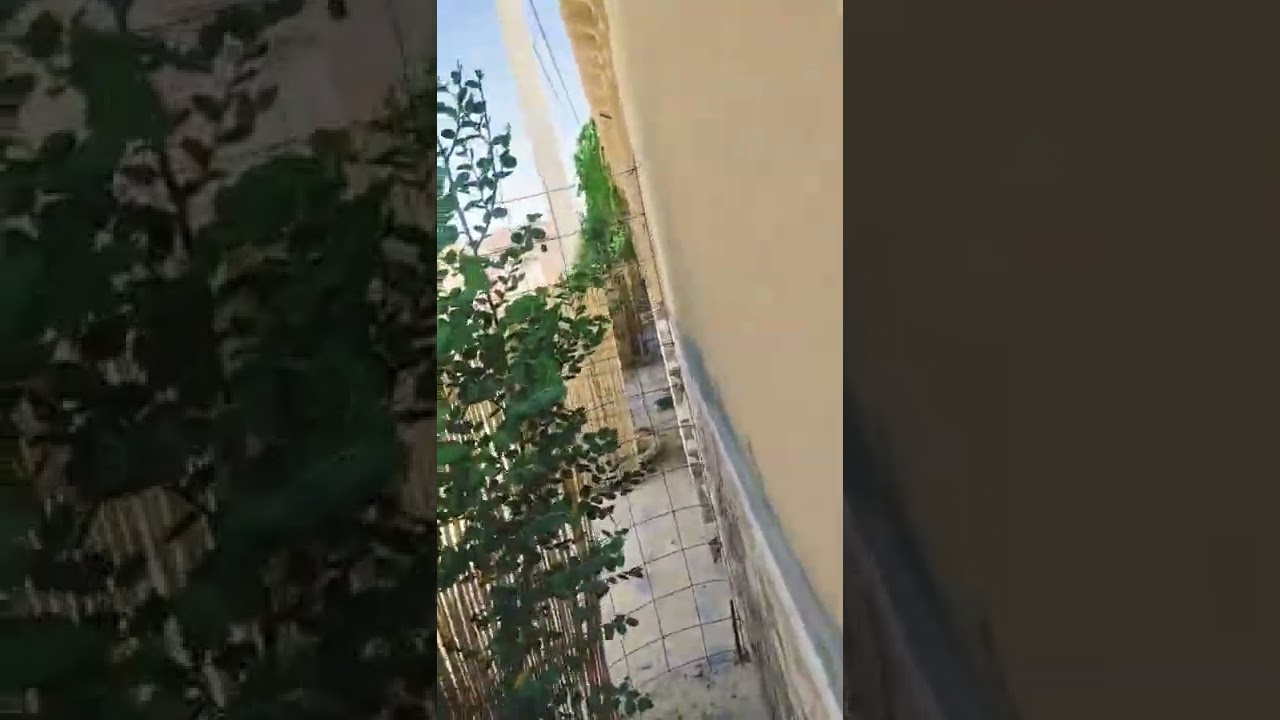 🌳 شاهد سرعة نمو أشجار السدر اليمني والمورينڨا  و طريقة تقليم أشجار السدر