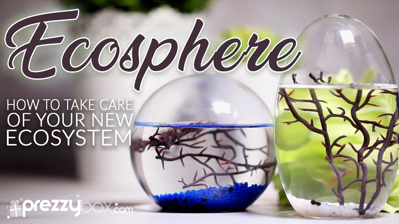 Ecosphere - A How To Guide