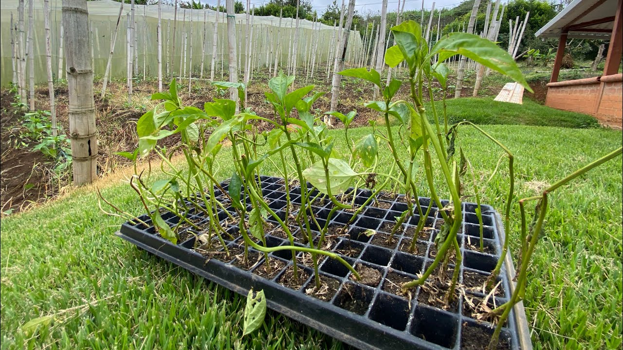 Finca de campo productiva, con Maracuyá🪴