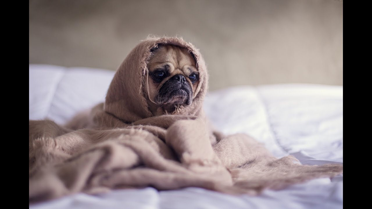 Funniest Dogs 🐶 and Cats 🐱 Awesome Funny Pet Animals' Life Videos 2019 #6