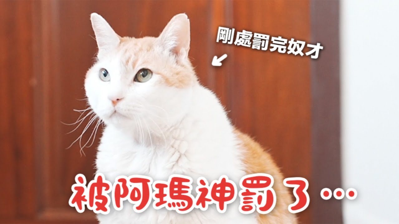 【黃阿瑪的後宮生活】被阿瑪神罰了⋯不理阿瑪的下場！