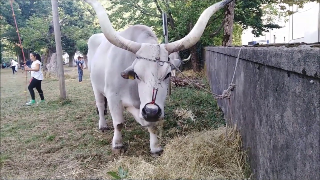 FESTA DELLA MONTAGNA- I BUOI-