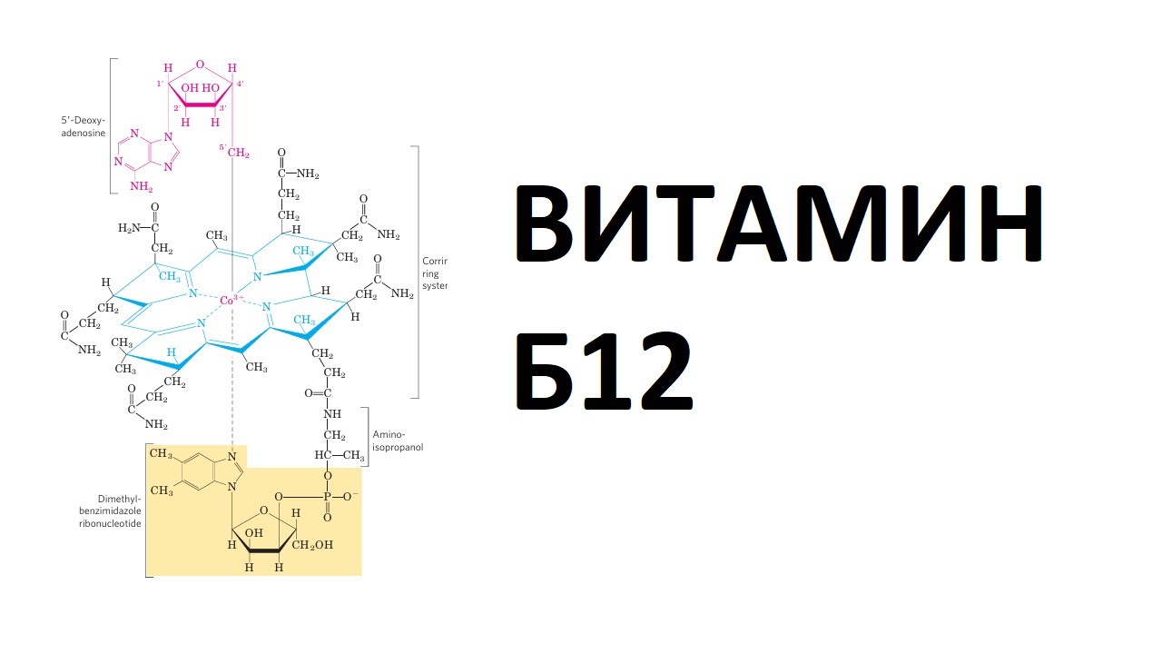 Витамин Б12 | Биохемија