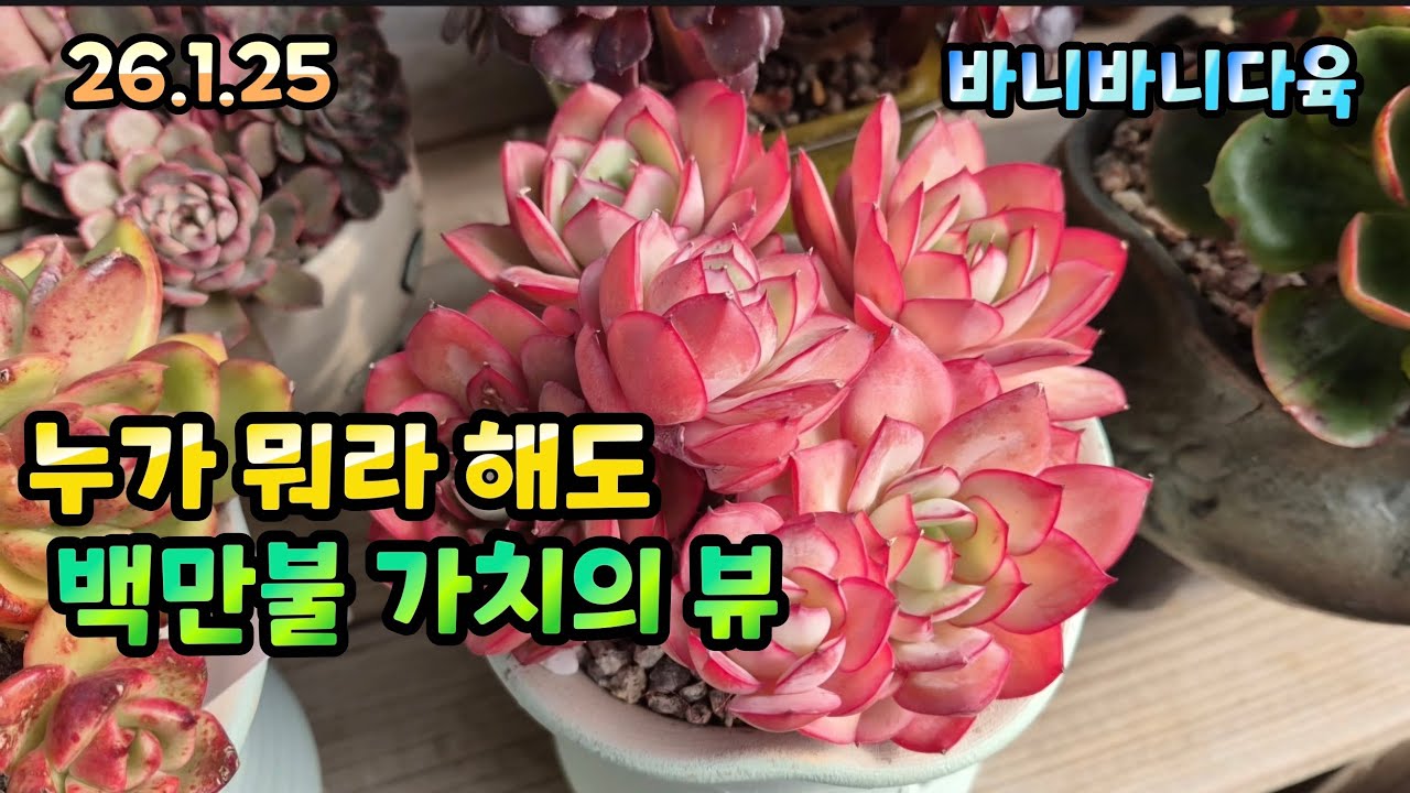 🏆떼샷 백만불 가치의 뷰 #다육이#다육식물#succulents#plants#多育植物