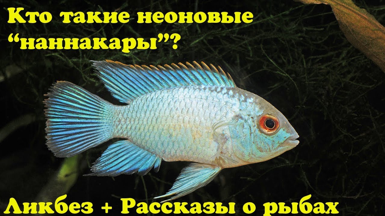 Кто такие неоновые 