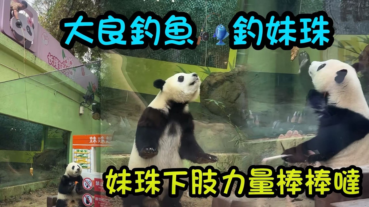 2月25日  大良花樣釣妹珠🎣，妹珠下肢力量棒棒噠，輕鬆拿到胡蘿蔔和竹筍#panda #cutepanda #熊貓妹珠 #熊貓妹豬