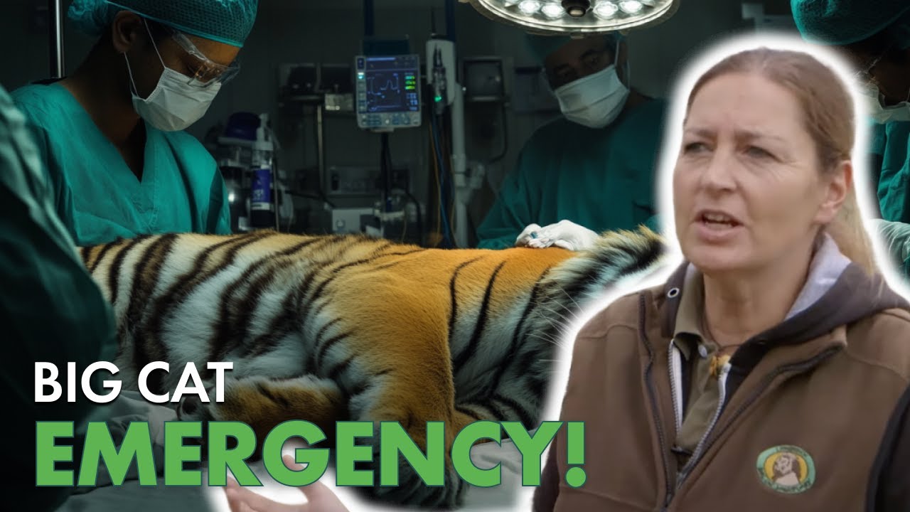 Wildlife VETS Face a Medical EMERGENCY Mid-Rescue! | Wild Animal Rescue