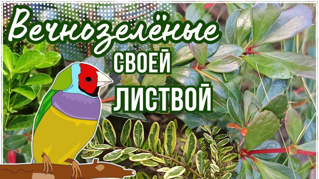 Вечнозелёные лиственные растения, почвопокровные и травянистые многолетники. Обзор сортов в саду.