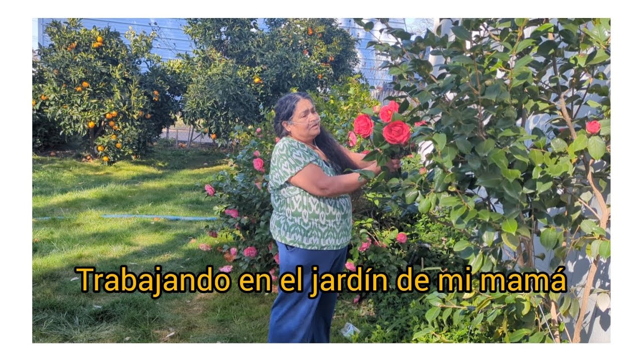 podando las hortensias del jardín de mi mamá y les mostramos algunas flores