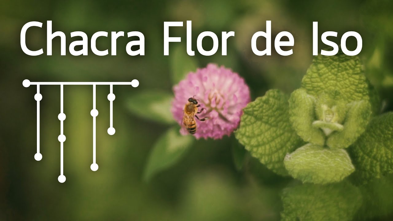 APICULTURA ECOLÓGICA - Chacra Flor de Iso