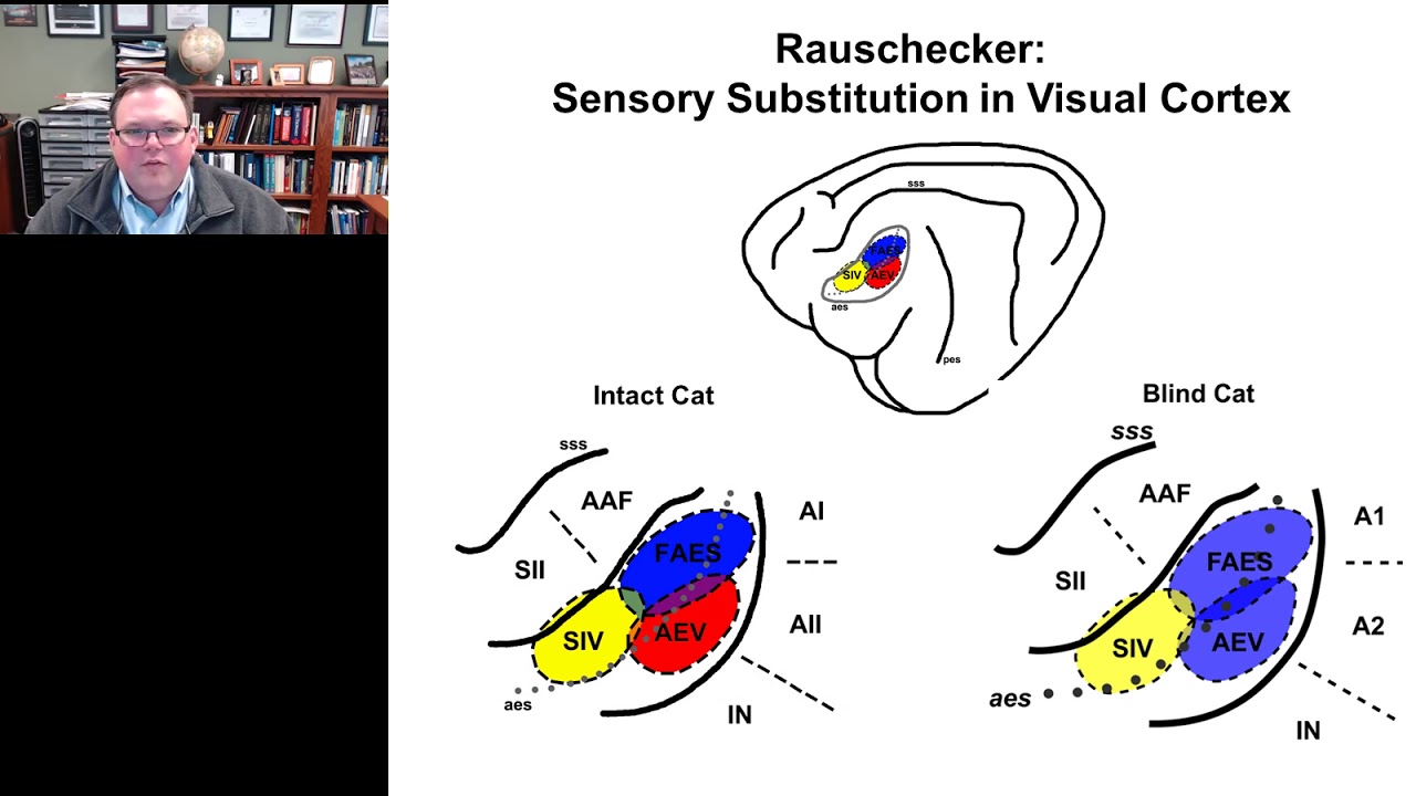 Acoustic Experience Alters How You See the World