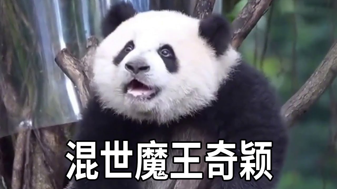 奇颖是熊猫界的混世魔王，让墩墩奶爸咬牙切齿！奇三妹也是感叹男人真是不可信！之前是奇三妹宝宝现在就变成奇夫人！【你好大熊猫】