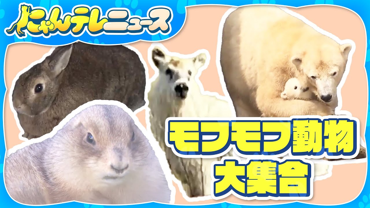 【モフモフな動物たち】“スーパーホッキョクグマ”に初孫など/“モフモフ”の身を寄せ合う動物たち