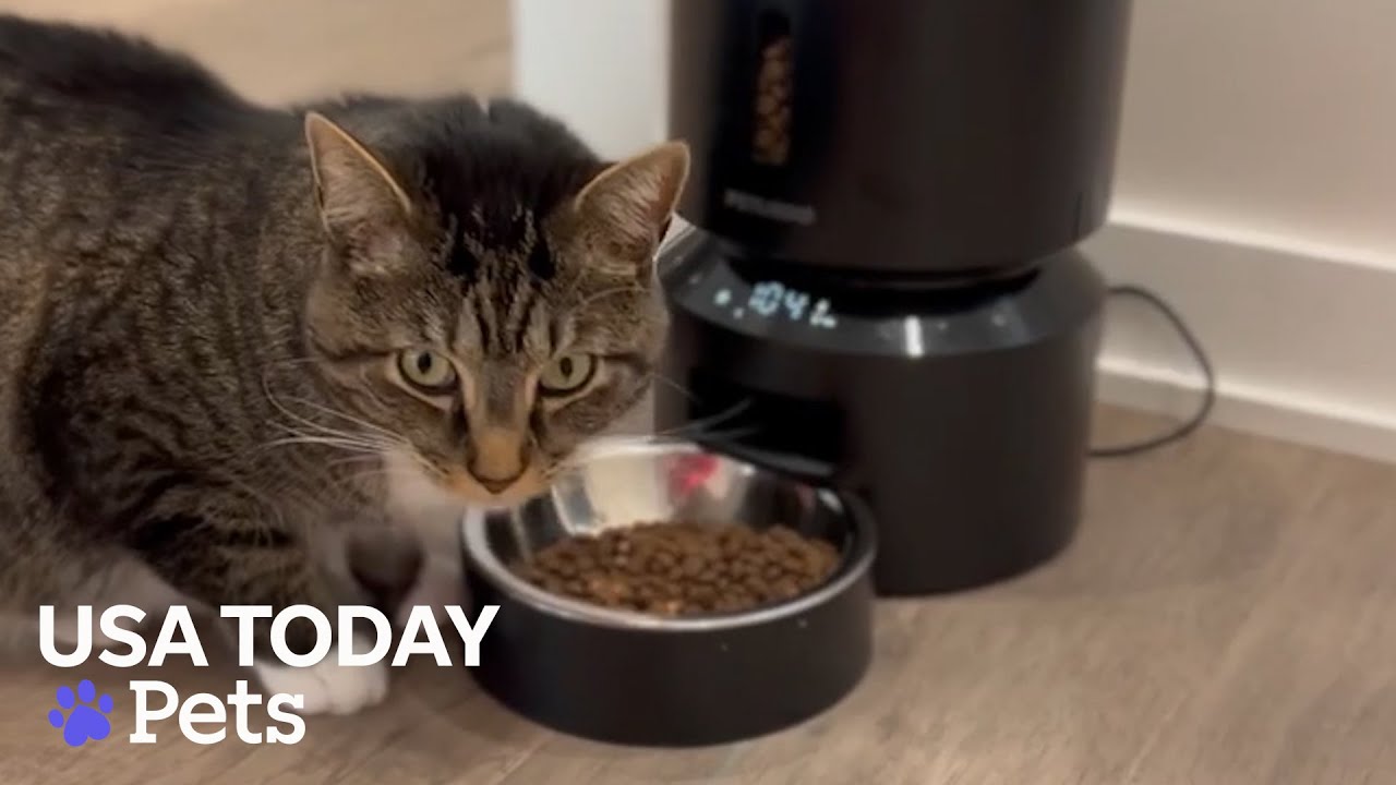 2 gadgets your cat needs