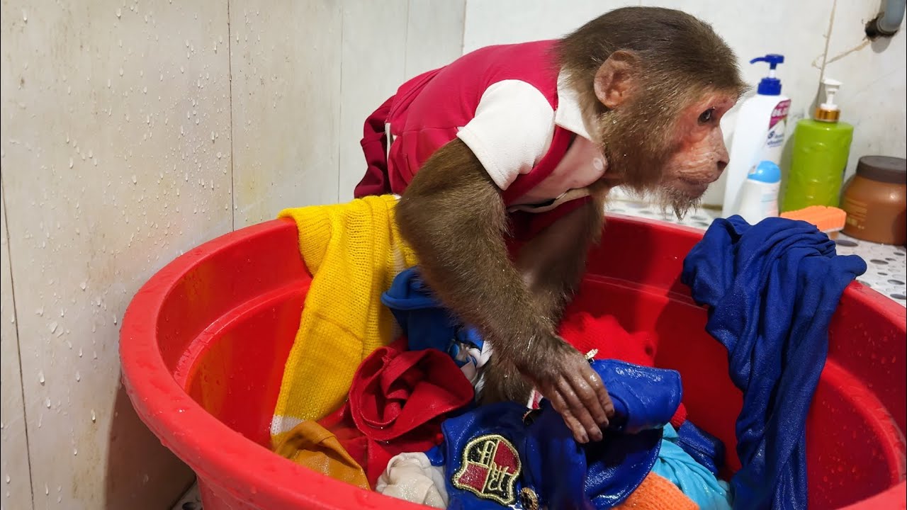 Monkey doing housework makes fans incredibly surprised 🐒😱