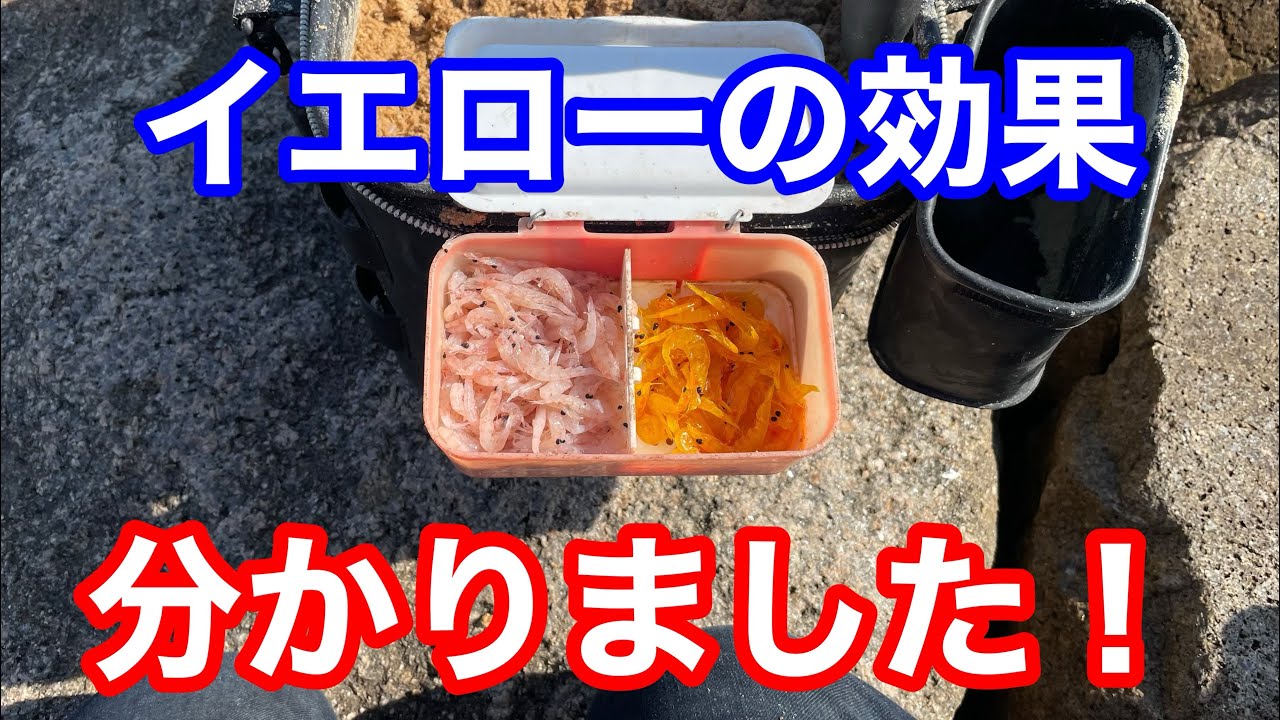 チヌを釣りたい人は必見！クロダイが好むオキアミ！知らんけど🤣