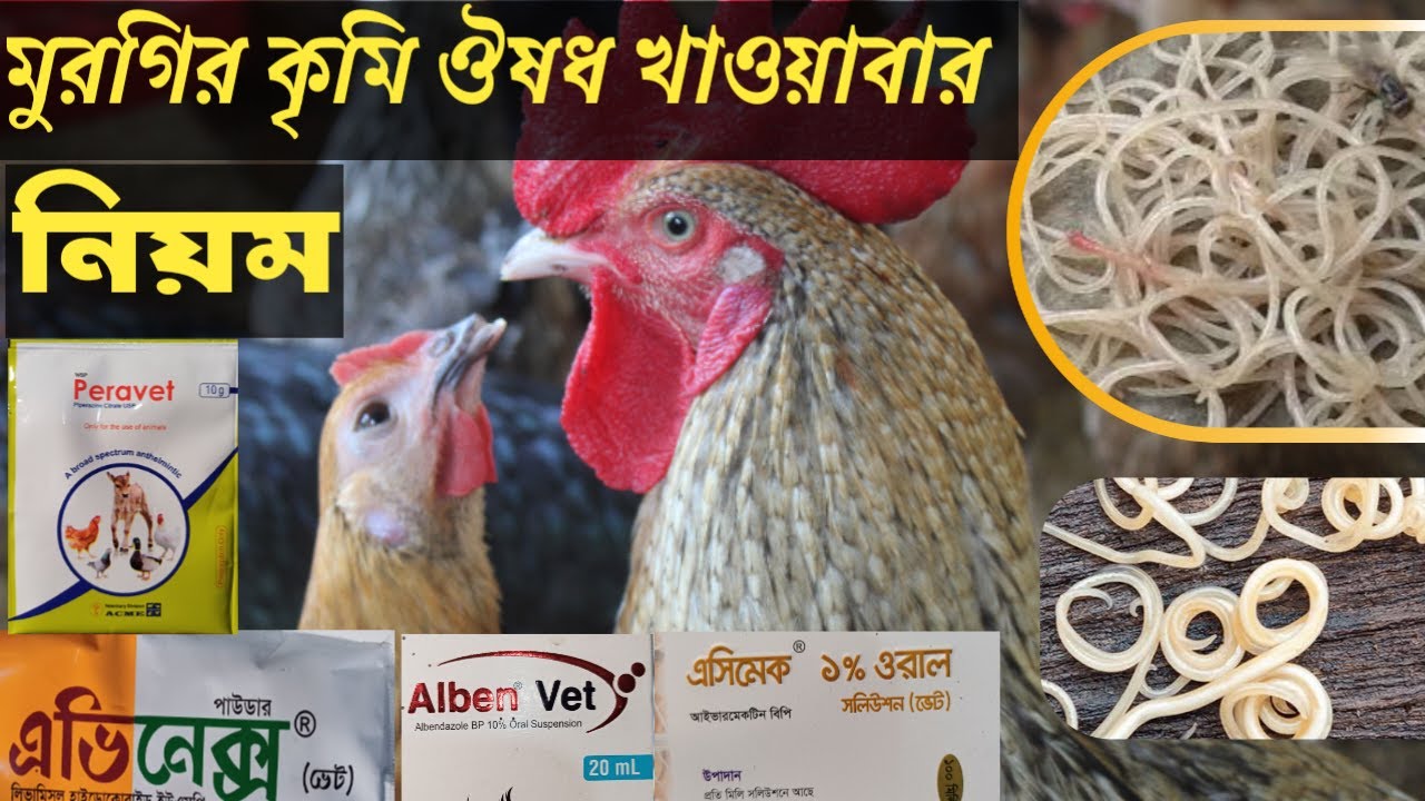 মুরগিকে কৃমি ঔষধ খাওয়ানোর নিয়ম। গুল কৃমি ফিতা কৃমি সকল কৃমি মরবে। আসুন সঠিক নিয়ম জেনে নেয়।