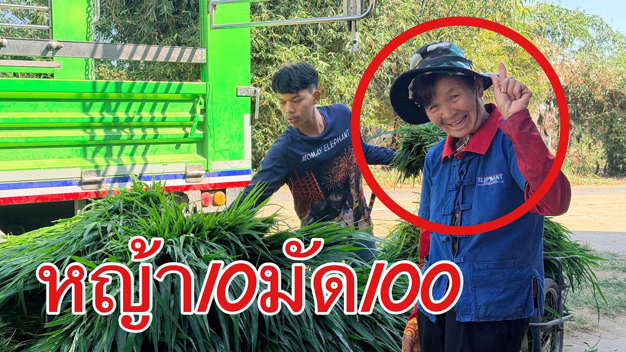 live   😍10มัด100 กล้วย มันเเกว 