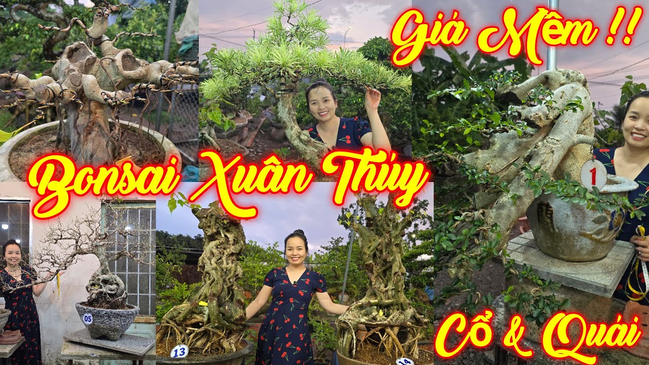 MISS XUÂN | #0967634263 | ĐẸP GIÁ MỀM DUỐI KHAI THÁC, LÂM VỒ CỔ, SANH QUÊ ĐẾ ĐẶC, CÓC QUÁI, SI HỒNG.