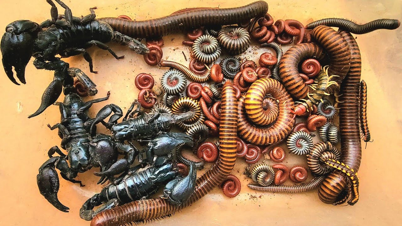 Catch a Giant big Millipedes Scorpion red Spotted millipede Black millipede white Millipede 