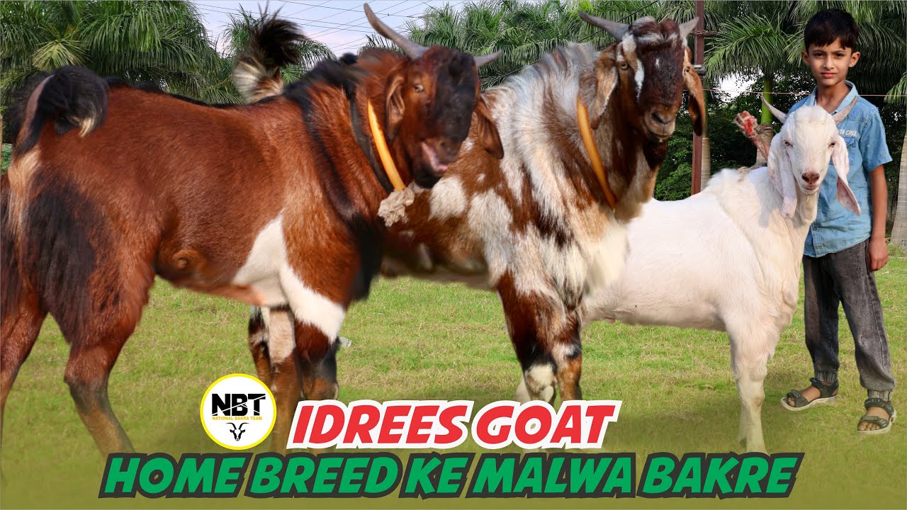 Home Breed Ke Malwa Bakre At Idrees Goat’s 