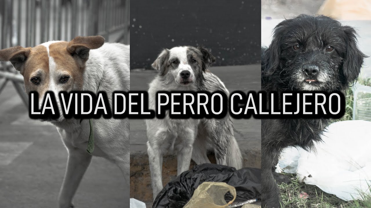 UN DÍA SIGUIENDO PERROS CALLEJEROS EN PERÚ l ¿Cómo viven estos perritos abandonados?