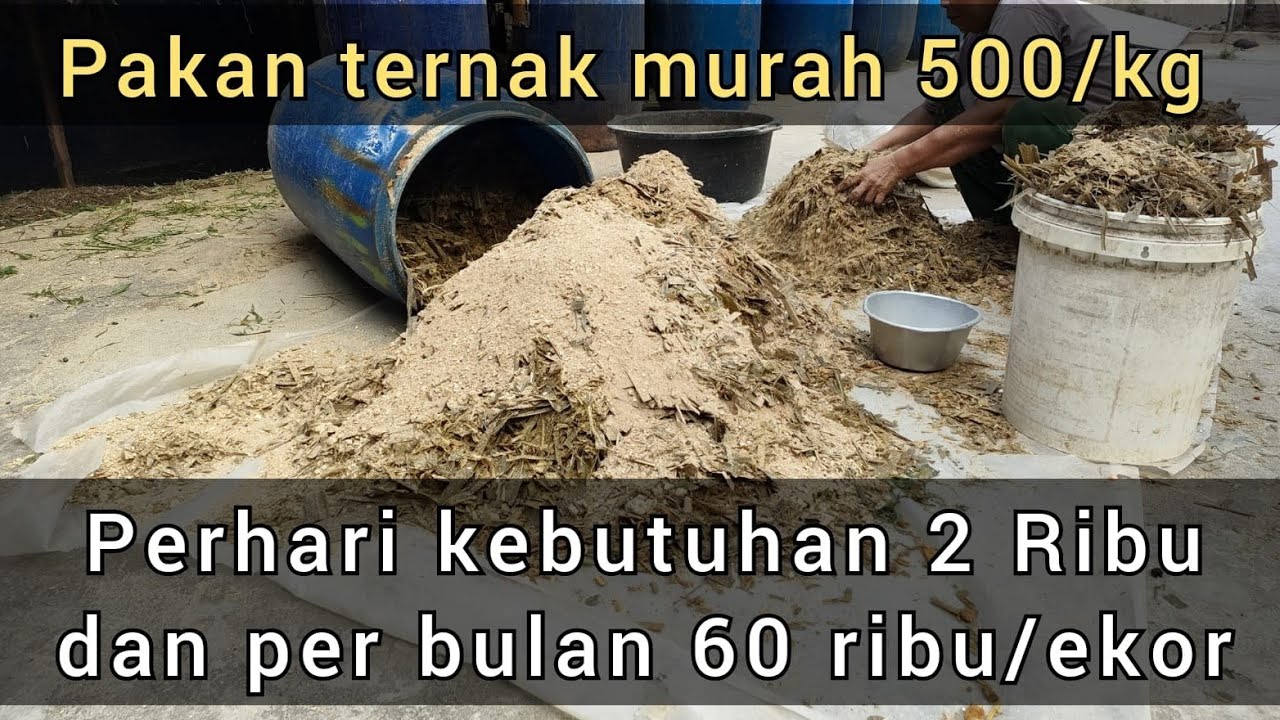Pakan murah domba 500/kg dan per hari 2 RB untuk 1 ekor 60 rb/bulan biar bisa memaksimalkan kualitas