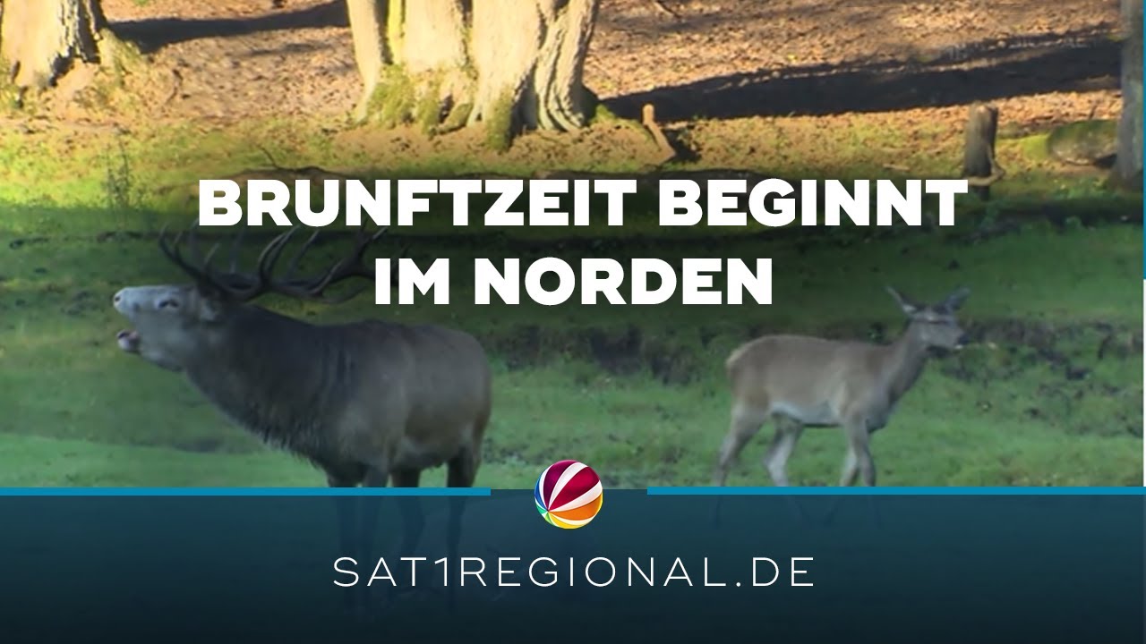 R&ouml;hrende Hirsche: Brunftzeit beginnt in Schleswig-Holsteins W&auml;ldern