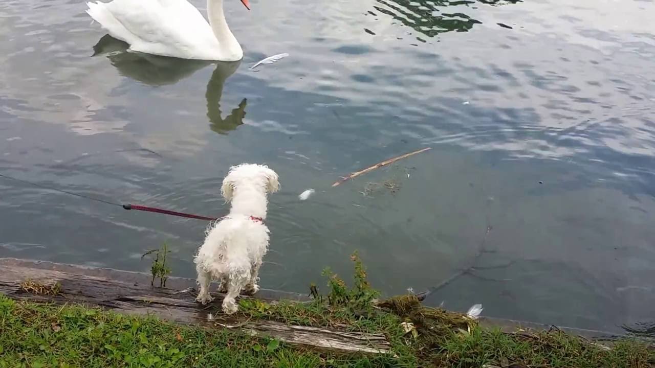 BICHON FRISE LUNA  VS  SWANS