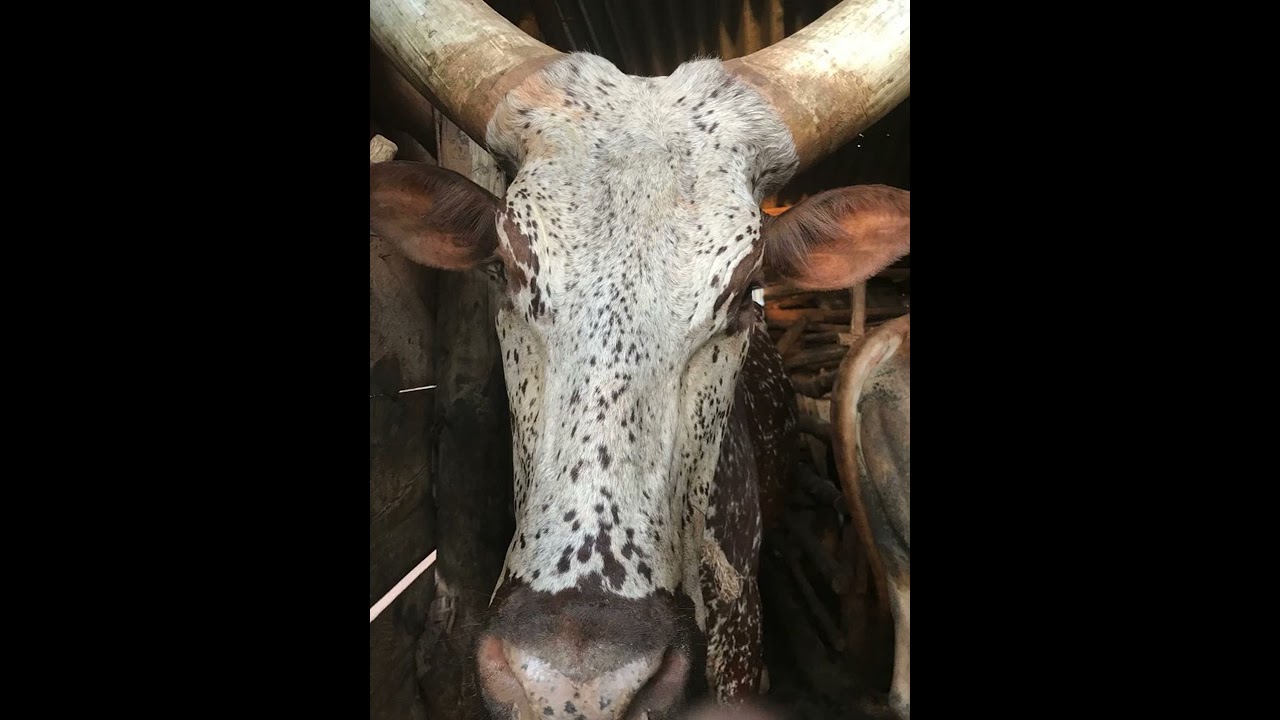 Lubaale - Ekinonoggo - Lubaale wange mukolere wa? Bantubalamu