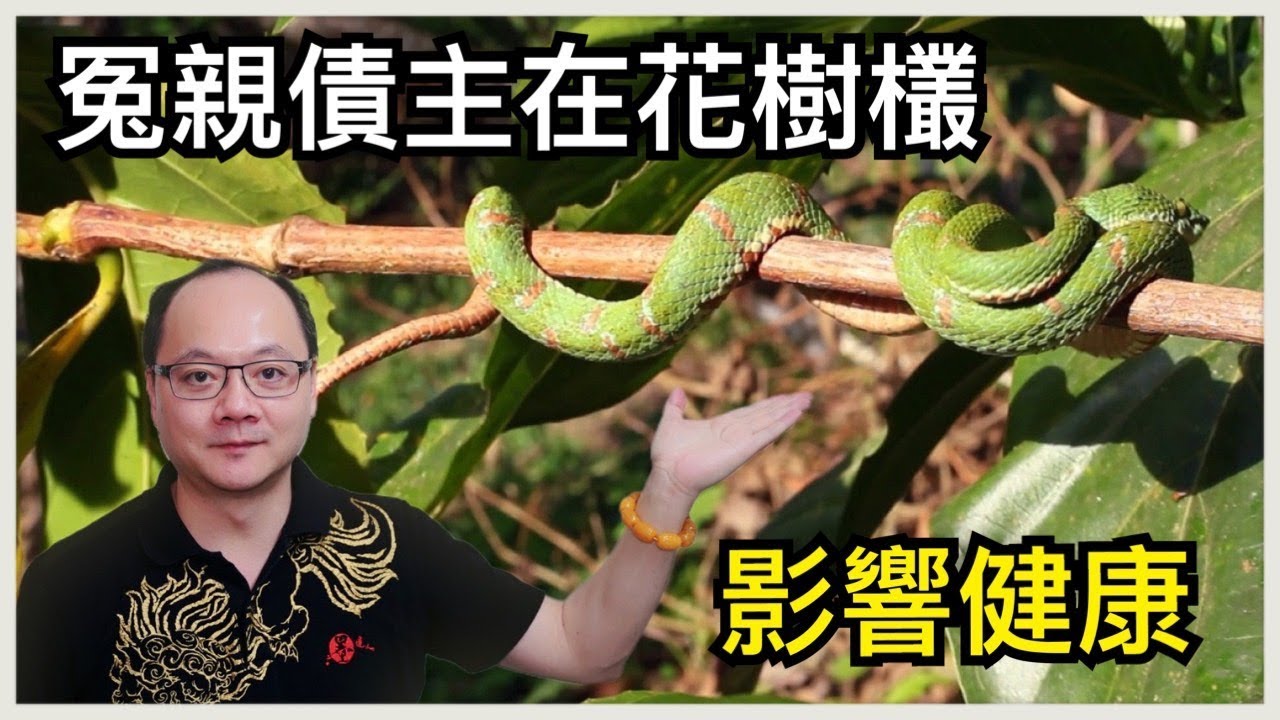 觀靈術所見的冤親債主－花樹欉篇