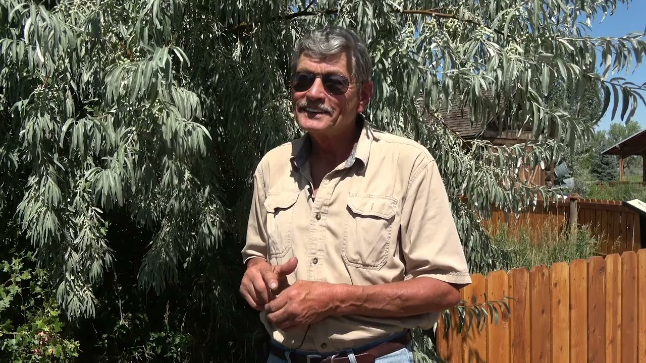 Medicine of the Russian Olive Tree