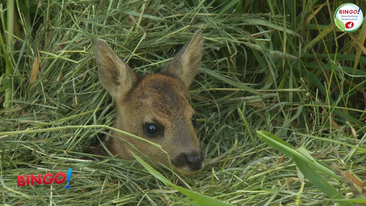 Rehkitzrettung per Drohen mit W&auml;rmebildkamera