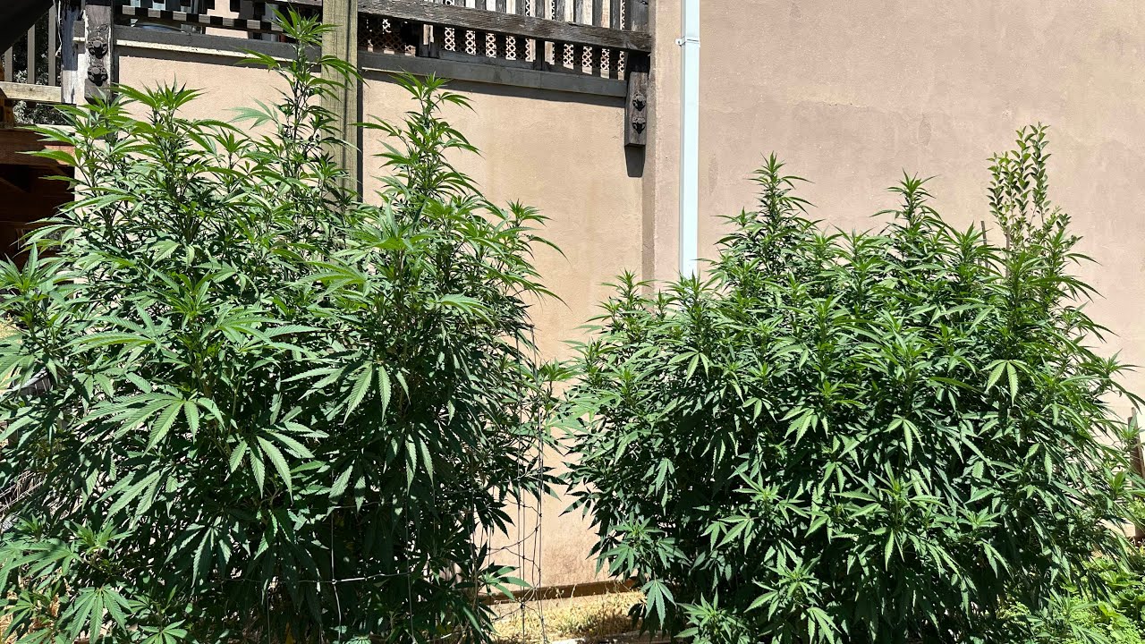 Garden #2 update  Northern California outdoor grow 